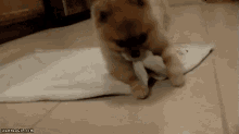 Blankie GIF - Puppy Goodnight Roll GIFs